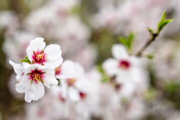 selective focus view of pink and white almond blossoms