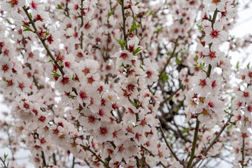 close up view of many pink and white blossoms on an almond tree
