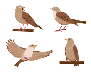 Set of Nightingale birds in different poses isolated on white background. Collection of nightingales icons vector illustration.