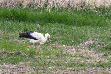 aussiedoodle - aussiepoo