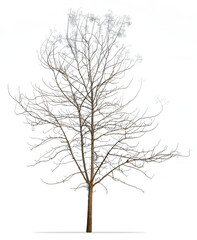 Isolated tree with no leaves on white background