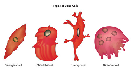 Types of bone cells (Bone cell classification)