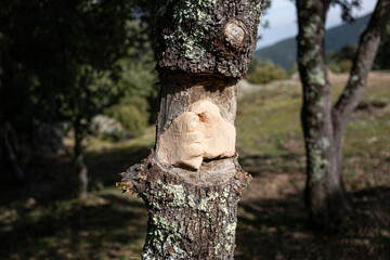 Sculpture sur un tronc d'arbre