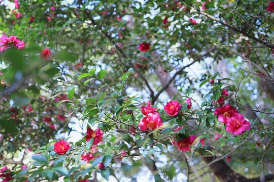 寒椿 Images Browse 722 Stock Photos Vectors And Video Adobe Stock