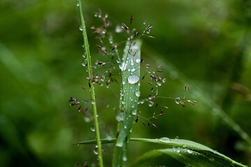 dew drops on grass