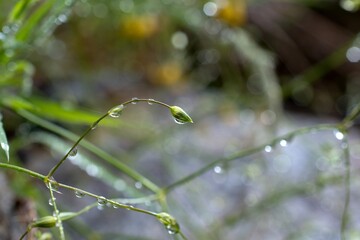 drops of dew on the grass