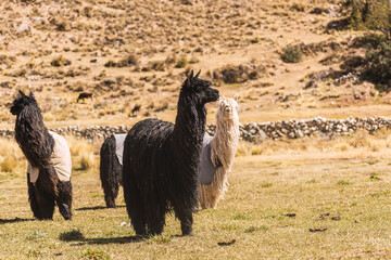 suri alpaca with white fiber grazing in the altiplano with green and yellow vegetation on a sunny...