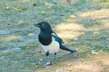 Black billed magpie in Grand Teton National Park