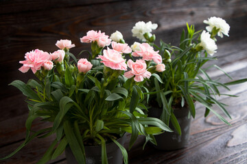 Obraz na płótnie Canvas Pink and white carnations in a pot on a wooden background. Garden flowers. Gardening.