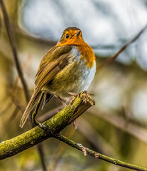 Robin
