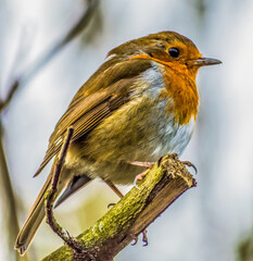 Robin