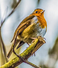 Robin