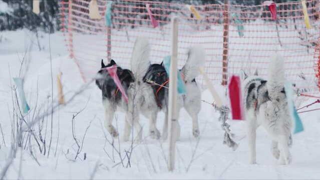 Siberian huskies run in harness along a fenced flags trail in a winter forest. Slow motion