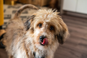 Naklejka na ściany i meble aussiedoodle - aussiepoo