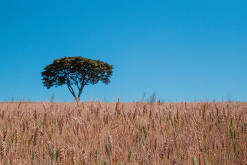 Guap&eacute;, Minas Gerais, Brasil: Planta&ccedil;&atilde;o de cereais pr&oacute;ximo a Furnas