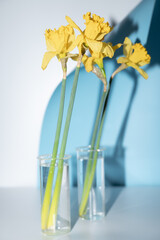 Bouquet of daffodils in vase on table against color background. Fresh spring flowers