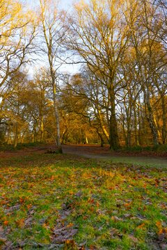 Woodland Sceane