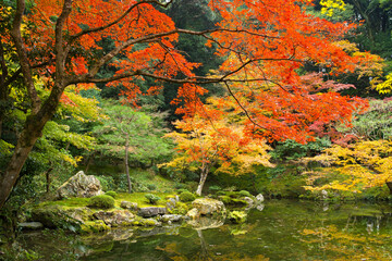 Japanese garden in autumn with red maple tree and garden pond