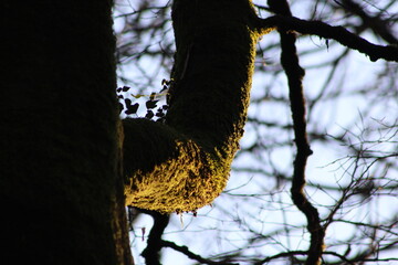 arbre foret  chablis foudre coucher de soleil