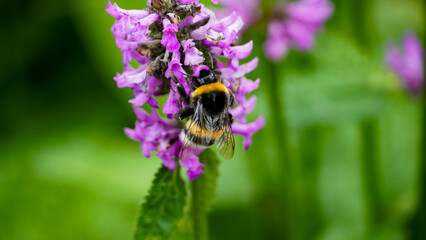Bumblebee on a flower - Close up