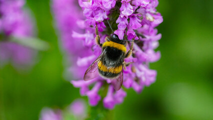 Bumblebee on a flower - Close up