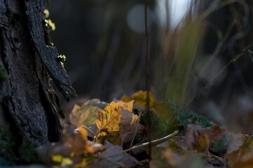 spider in the forest