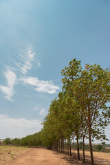 Obraz premium Pirangi, São Paulo, Brasil: Árvore Serigueira 