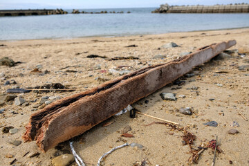 浜辺の流木