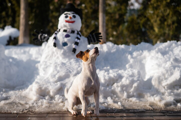 Dog jack russell terrier on a walk in winter next to a snowman.