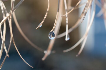 icicles on a branch