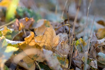 autumn leaves on the ground