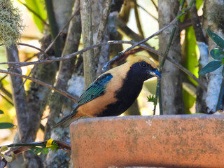 Black, yellow and blue bird. Burnished-buff Tanager, Stilpnia cayana