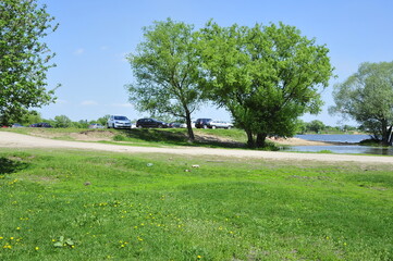 Fototapeta premium Tree next to the lake