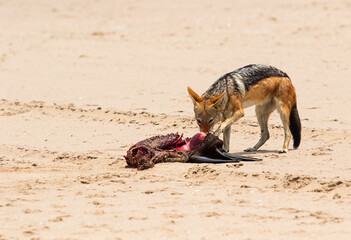 African jackal eats its prey