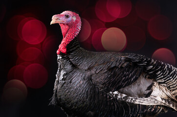 beautiful portrait of a turkey on a black background