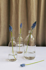 Three fresh blooming purple blue muscari flowers on glass bottles with water standing on the wooden table on minimal gray curtain background with copy space. Home decor spring composition. 