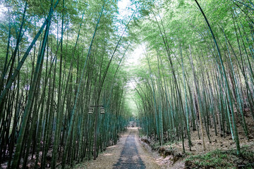 Obraz premium footpath in the forest