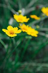 yellow flower in the garden