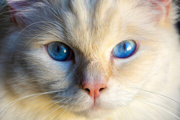 Deep blue eyes of a ragdoll cat 