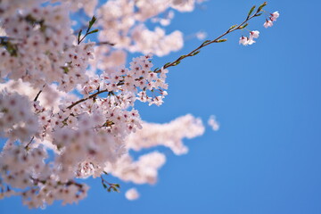 春の晴れ間に咲く桜