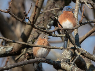 Bluebird Couple on a Branch