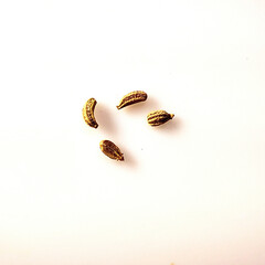 Macro shot of Celery on white background.