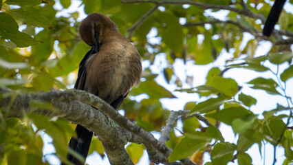 A Brid has an itch.