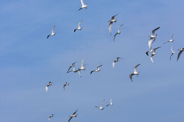 tante sterne che all'improvviso si alzano in volo