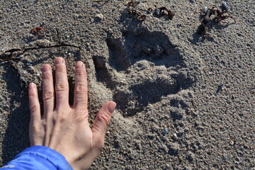 a bear's footprint on the sand next to a  hand
