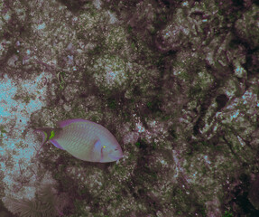 coral reef with fish