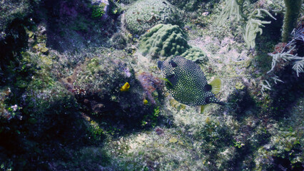 Trunk fish in Roatan Honduras 