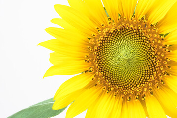 Obraz premium Close up of the yellow sunflower on a white background.
