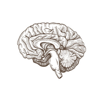 Brain hand drawn isolated on a white. Vector illustration