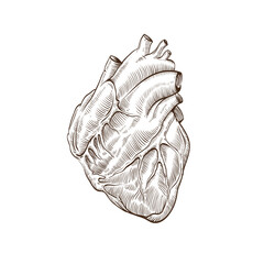 Human heart hand drawn isolated on a white backgrounds. Anatomical sketch. Vector illustration.